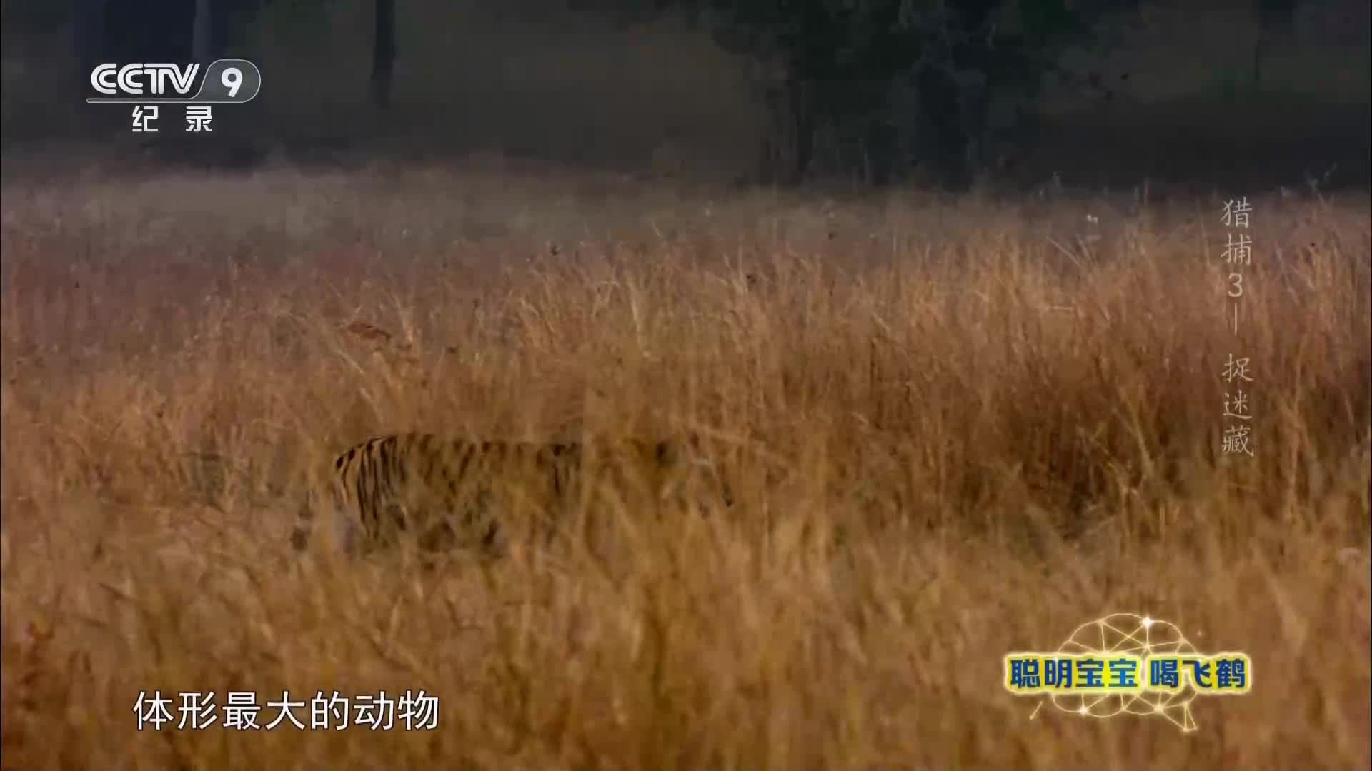 CCTV9纪录高清