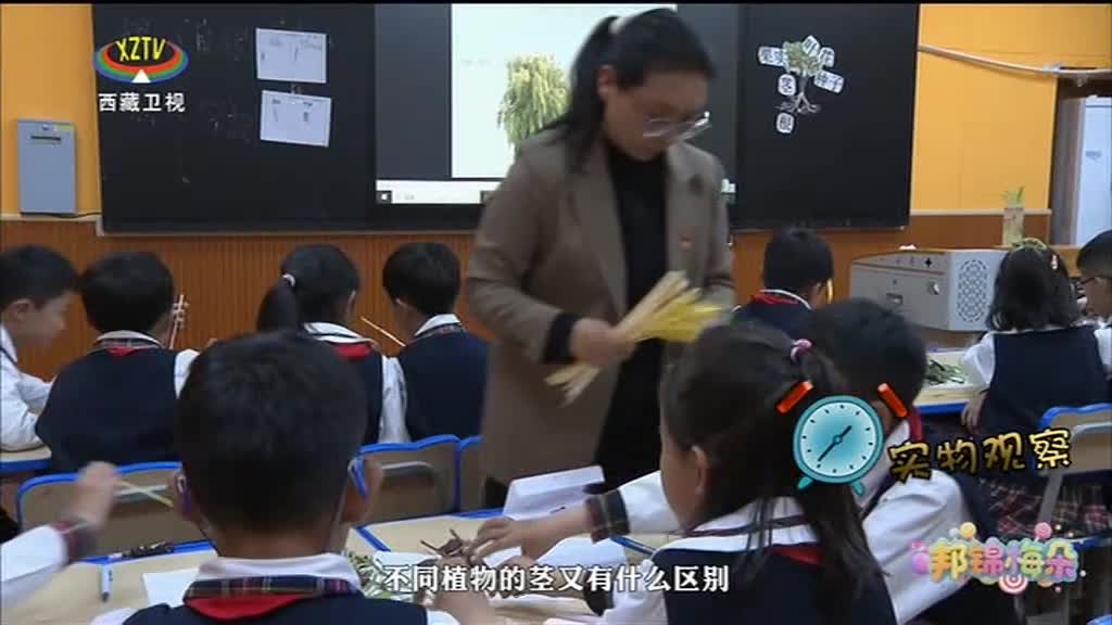 西藏卫视